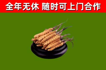 咸丰县回收散虫草