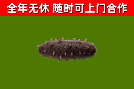 咸丰县回收海参干